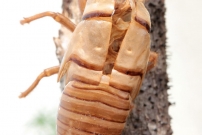 * Une exuvie de la cigale rouge (Homoptera - Tibicinidae - Tibicina haematodes)